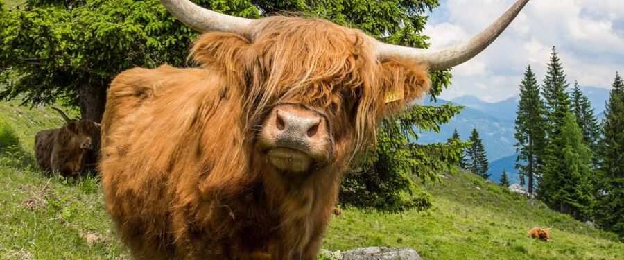 Edinburgh: Loch Ness, Scenic Walk, Glencoe & Whisky Day Tour - Loch Ness: cruise, lunch, or shoreline time