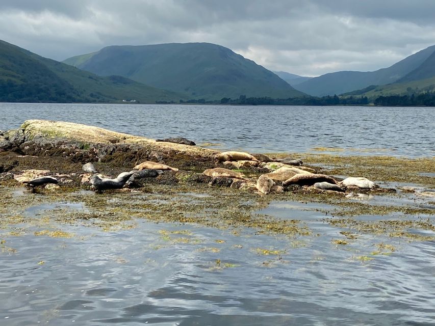 Fort William: Seal Spotting Loch Linnhe Cruise - Keeping watch for otters, porpoises, and birds