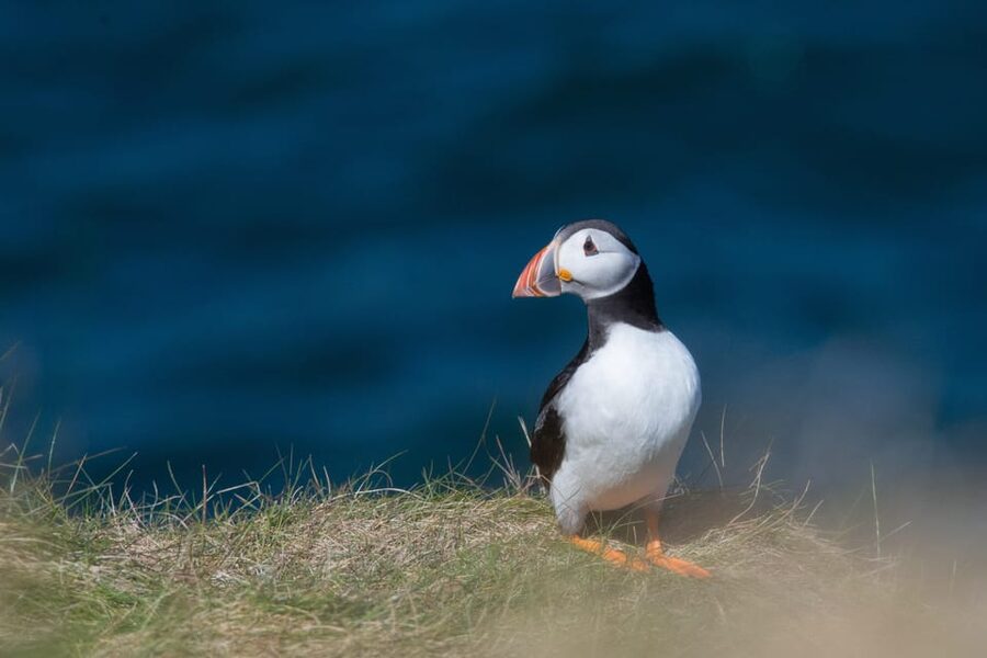 From Aberdeen: North East Coastal Trail Small-Group Tour - Spey Bay and the chance of dolphins