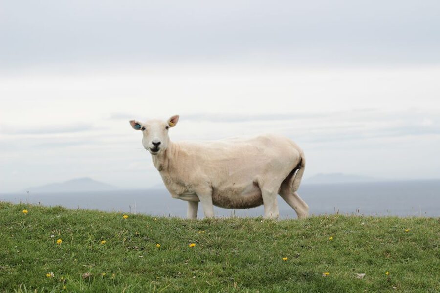 From Edinburgh: 2-Day Highlands Tour with Hogwarts Express - Mallaig and the west coast