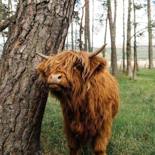 From Edinburgh: 2-Day Ultimate Highland Tour with Hotel - The $1,205 price and what you receive
