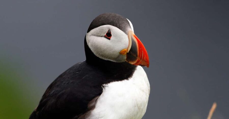 From Edinburgh: 4-Day Mull, Iona, Staffa & Puffin Isles tour - Two nights in Tobermory on the Isle of Mull