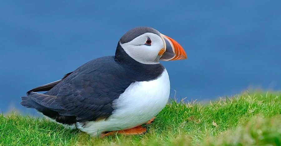 From Edinburgh: 6-Day Shetland & Nothernmost Explorer - Key Things to Know Before You Book