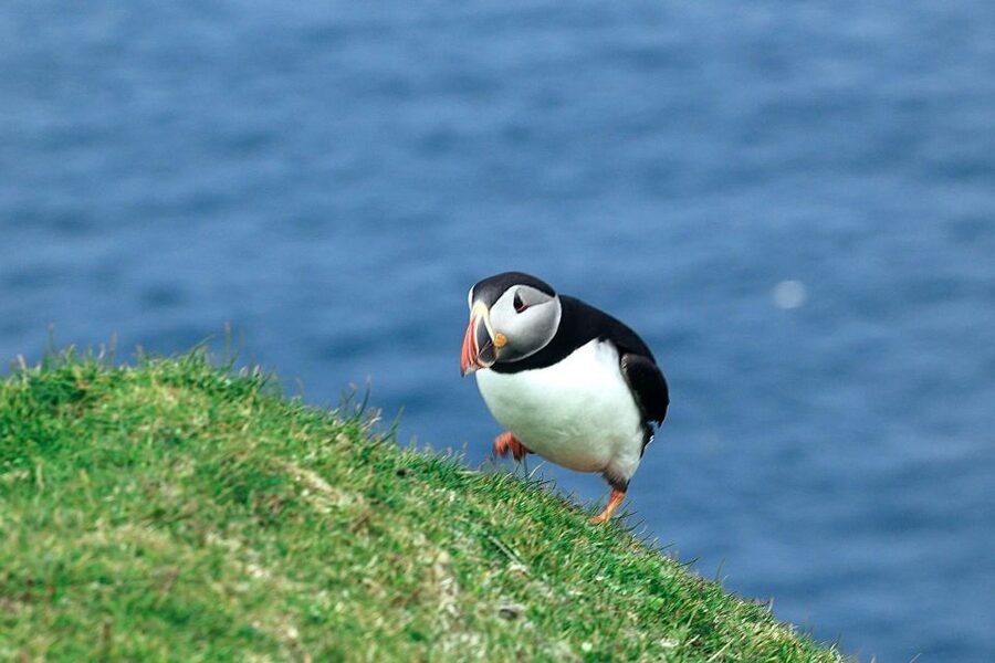 From Edinburgh: 6-Day Shetland & Nothernmost Explorer - Transport, Lodging, and the Real Cost