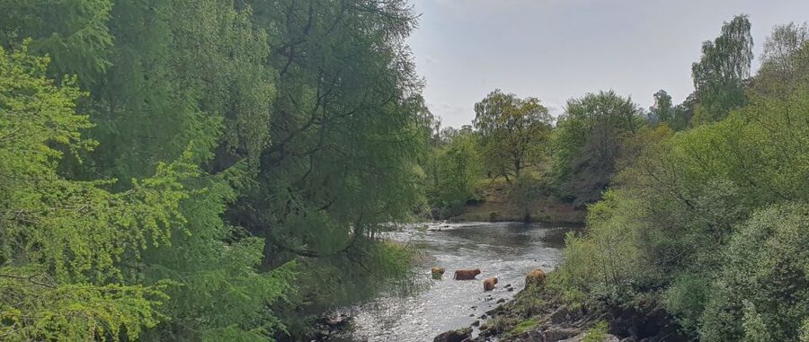 From Edinburgh: a Private Tour to a Majestic Highland Glen - The Highland details that make this tour different