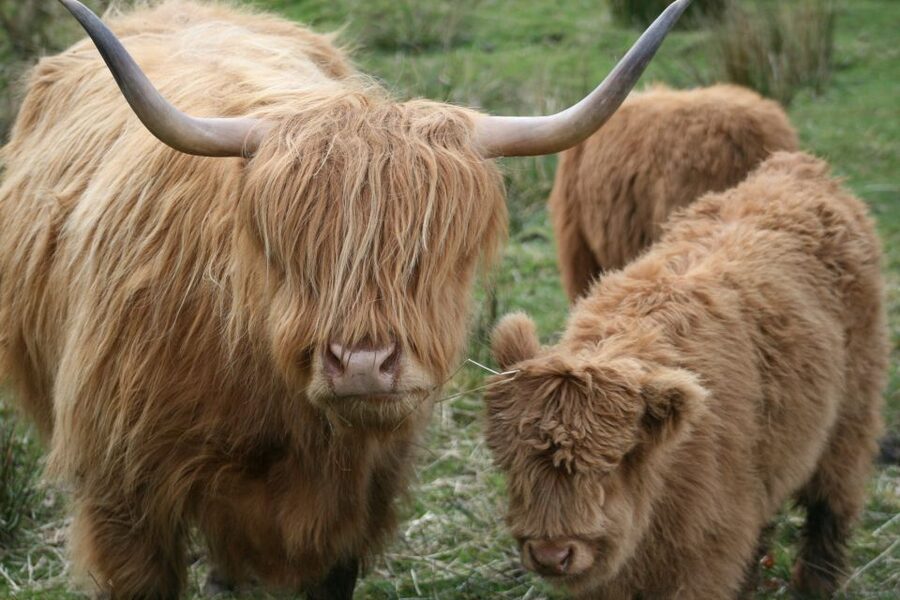 From Edinburgh: Best of Scotland Small-Group Day Tour - Highland cattle and the final Perthshire stop