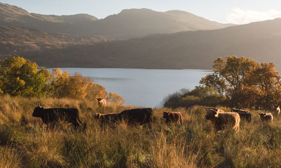 From Edinburgh: Glasgow & Scottish lakes Spanish Tour - Who should book this day trip?