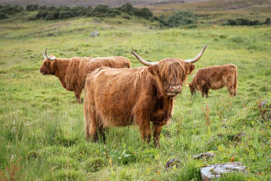 From Edinburgh: Loch Ness and The Highlands Tour - Who should book this Highlands day trip?