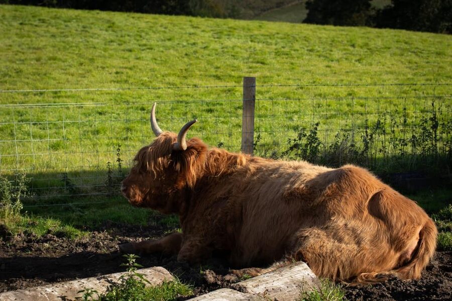 From Edinburgh: Loch Ness, Glencoe & Scottish Highlands Tour - Fort William and the approach to Loch Ness