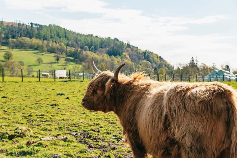 From Edinburgh: Loch Ness & Scottish Highlands Tour - Is $94 good value?