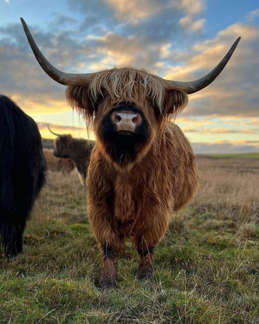 From Edinburgh: The Kelpies, Glencoe & Loch Lomond Day Tour - The important points at a glance