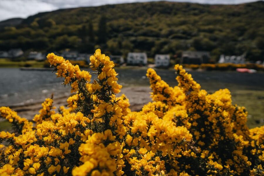 From Glasgow: A Day on the Isle of Arran with Admission - Lochranza shows Arran’s rougher coastal side