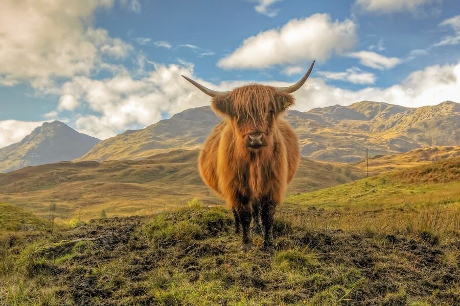 From Glasgow: Loch Lomond, Trossachs & Stirling Castle Tour - Callander and the coffee break