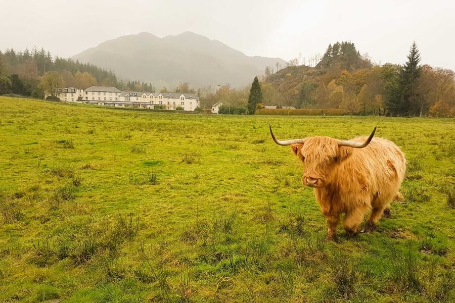 From Glasgow: Loch Lomond, Trossachs & Stirling Castle Tour - Why the guides matter so much