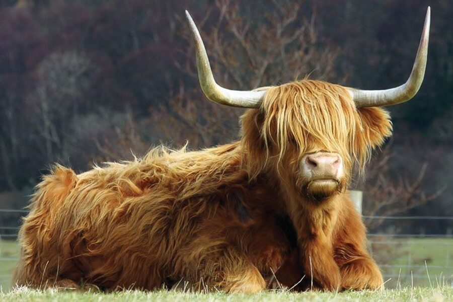 From Glasgow: Oban, Glencoe & West Highland Castles Day Trip - A long day on winding Highland roads