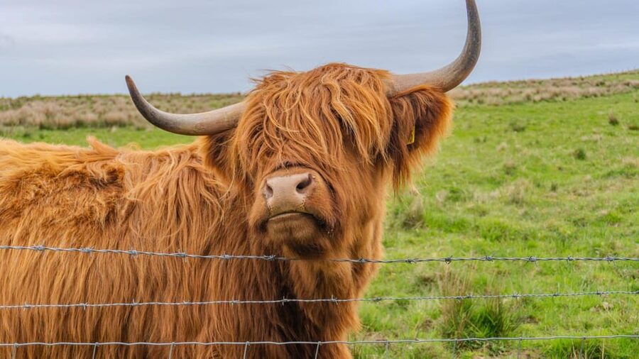 From Inverness: Cawdor Castle and Cairngorms National Park - The day at a glance