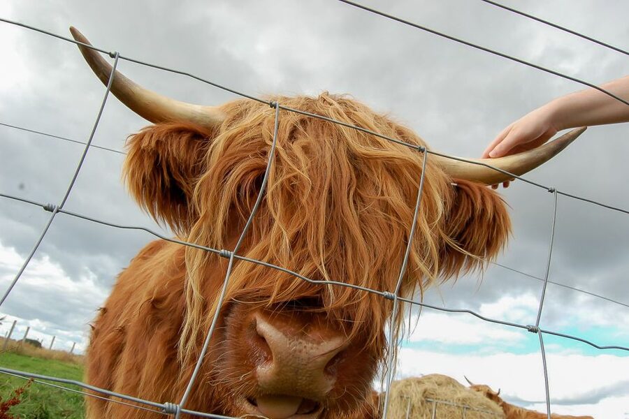 From Inverness: Isle of Skye and Fairy Pools Day Trip - Portree gives you one hour for lunch