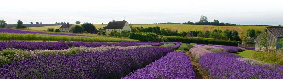 From London: Cotswolds, Country Pub Lunch & Lavender Fields - Leaving London for the Cotswold Hills