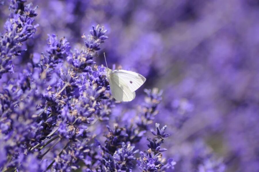 From London: Cotswolds, Country Pub Lunch & Lavender Fields - Broad Campden and Chipping Campden’s wool-town story