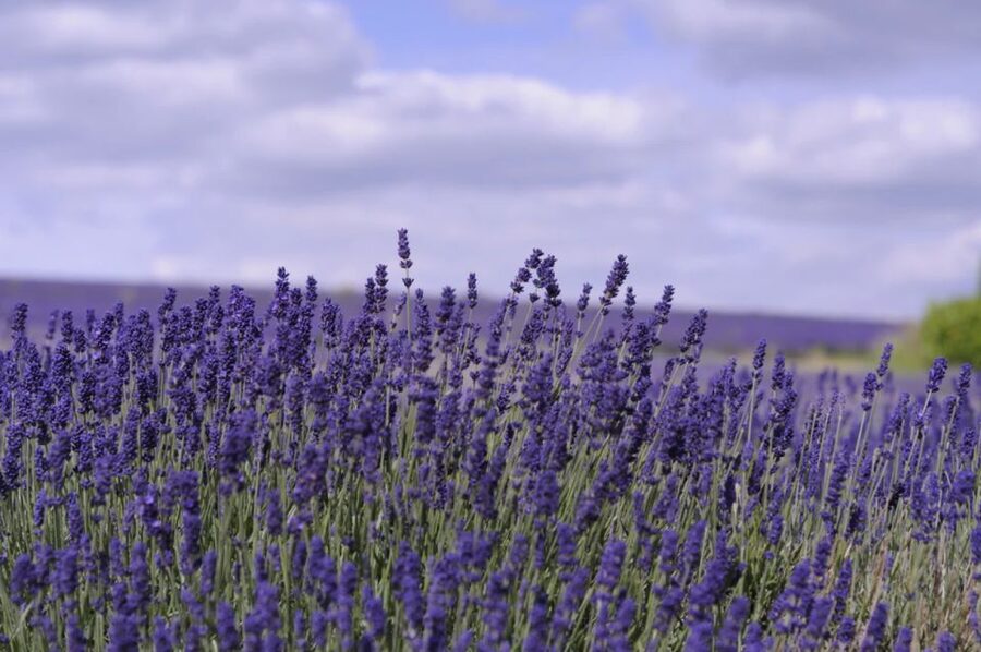 From London: Cotswolds, Country Pub Lunch & Lavender Fields - Lavender fields for a change of pace