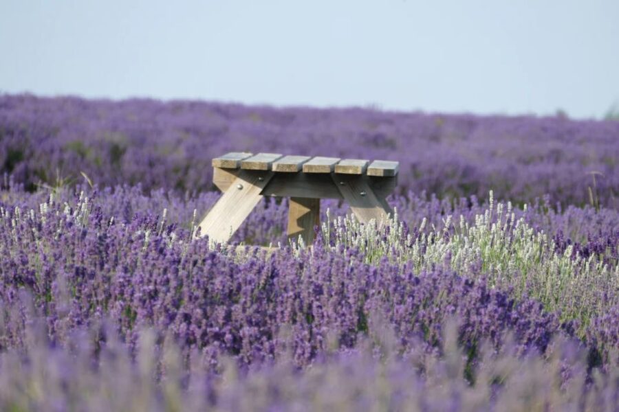 From London: Cotswolds, Country Pub Lunch & Lavender Fields - Broadway, Stow-on-the-Wold, and the ride back