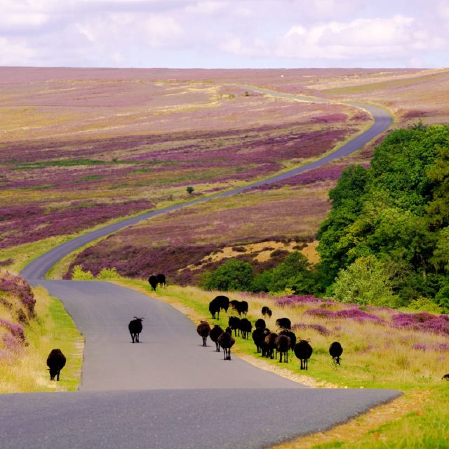 From London: The North York Moors with Steam Train to Whitby - The North York Moors Railway to Whitby