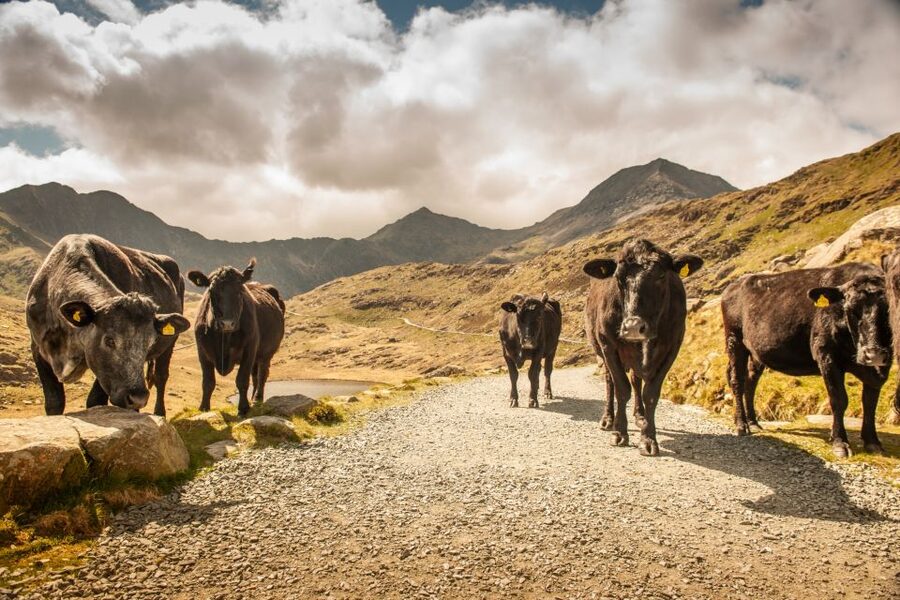 From Manchester: 3-Day Tour of Snowdonia, Wales, and Chester - FAQ