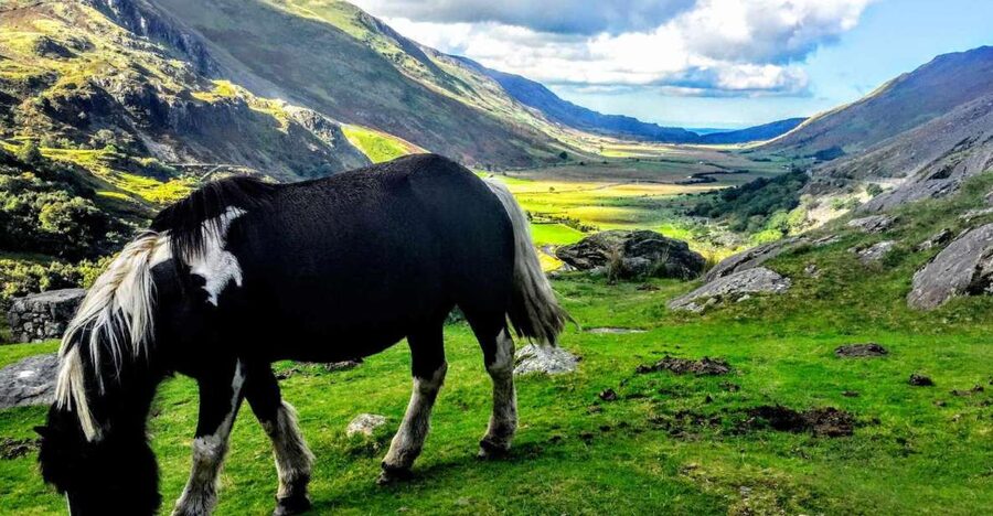From Manchester: North Wales Sightseeing Adventure Day Trip - Who should book this North Wales tour?