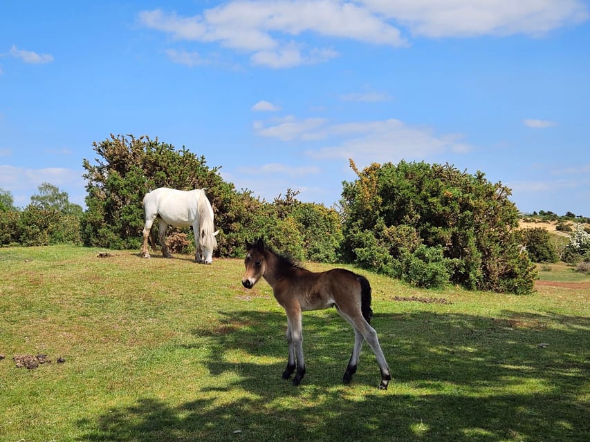 From Southampton: New Forest and Salisbury Private Tour - Timing, walking, and practical limits