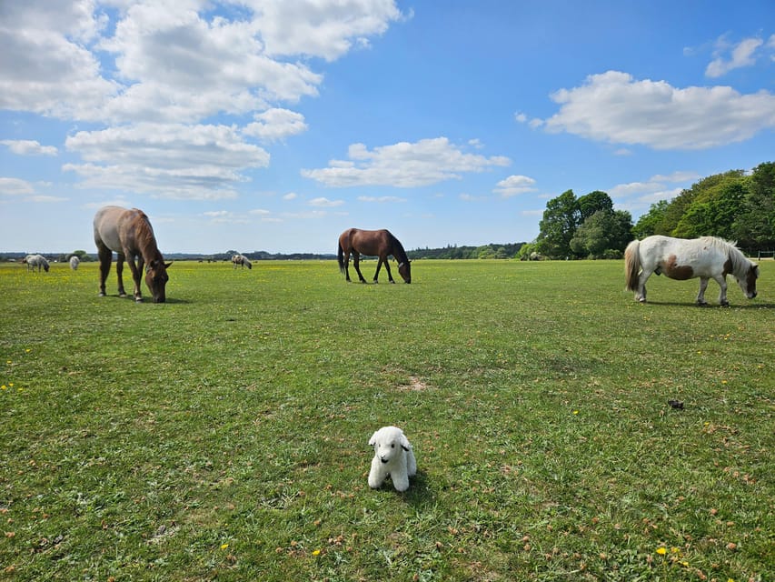 From Southampton: New Forest and Salisbury Private Tour - FAQ