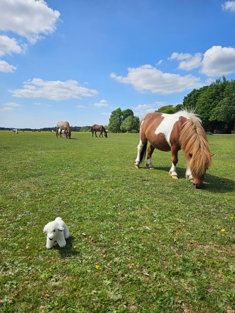 From Southampton: New Forest and Salisbury Private Tour - Three hours among ponies, heath, and old villages