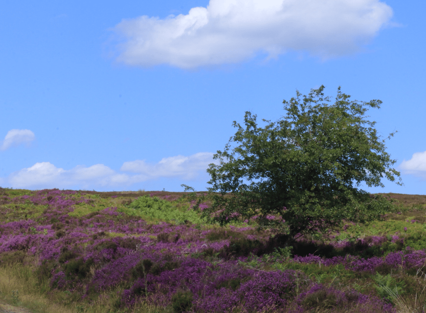 From York: North Moors and Whitby Tour - Goathland, Aidensfield, and Hogsmeade Station