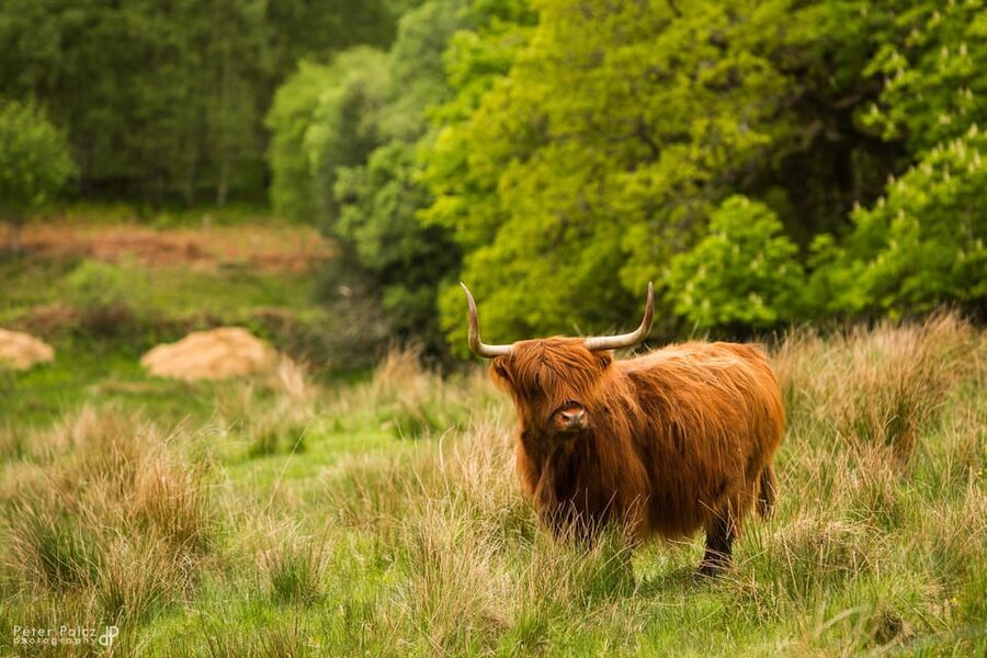 Glasgow: Loch Ness, Glen Coe, Hairy Coos & The Highlands - Luss and the Bonnie Banks of Loch Lomond