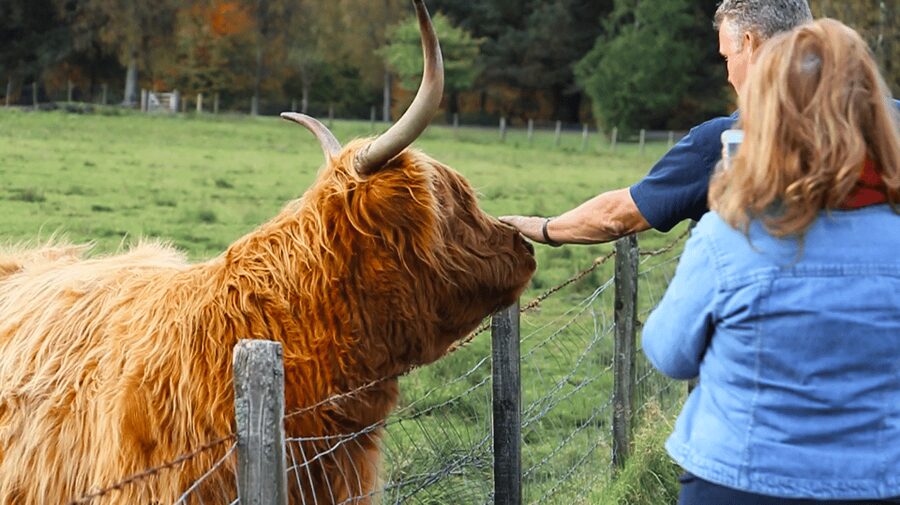 Glasgow: Loch Ness, Glen Coe, Hairy Coos & The Highlands - Guides make or break a long Highland day