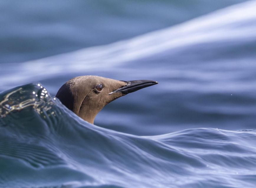Godrevy to Hell's Mouth Boat Trip - Key points at a glance
