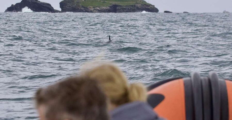 Godrevy to Hell's Mouth Boat Trip - Godrevy Lighthouse from the water