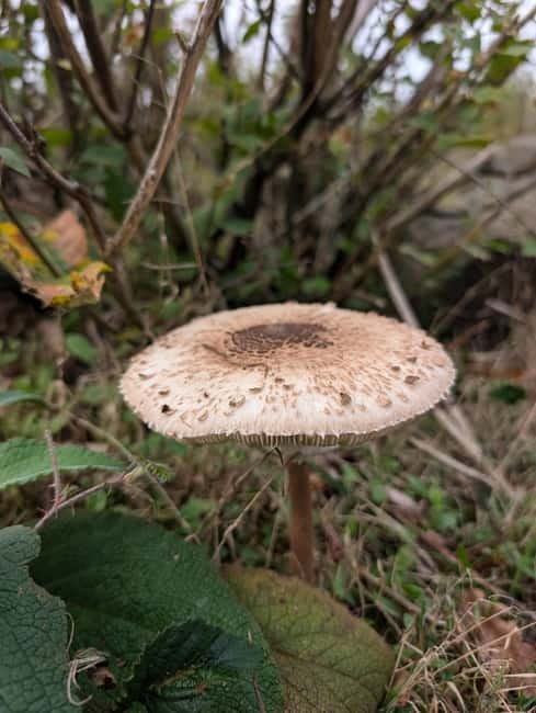 Guided Nature Tour: Pilgrims Way & Bigbury Fort - Reaching Bigbury Camp after 45 minutes