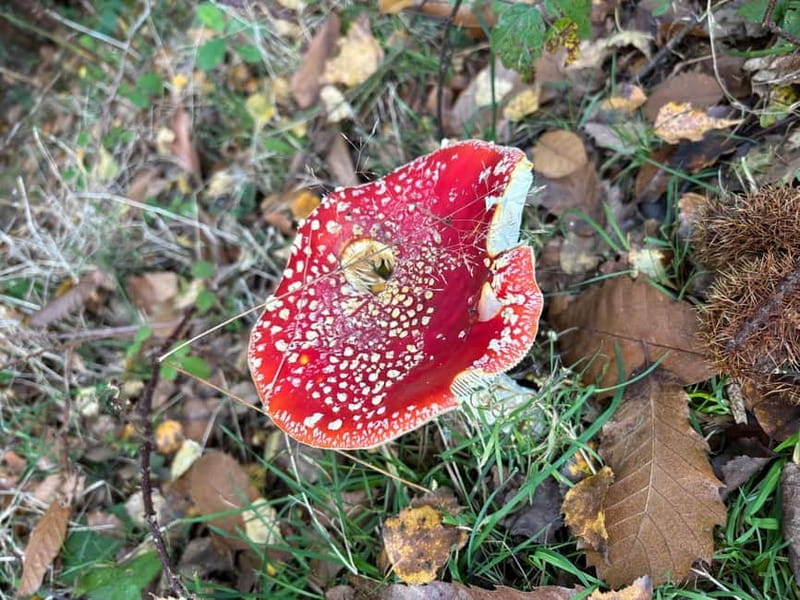 Guided Nature Tour: Pilgrims Way & Bigbury Fort - No Man’s Orchard and Kent’s farming past