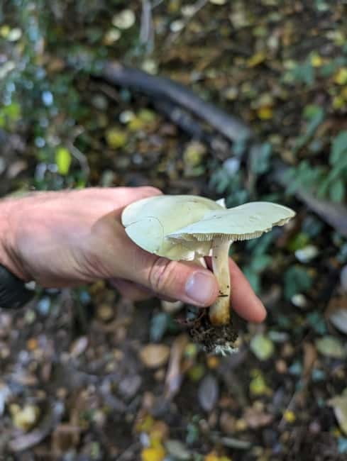Guided Nature Tour: Pilgrims Way & Bigbury Fort - Who will enjoy this two-hour Kent walk?
