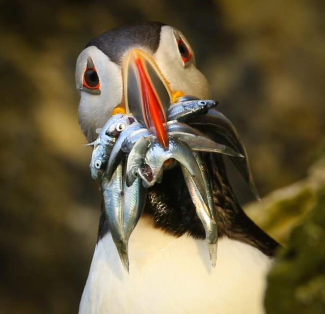 Historic Orkney Coastal Charms Tour by a Native Islander - Who will enjoy this outing most