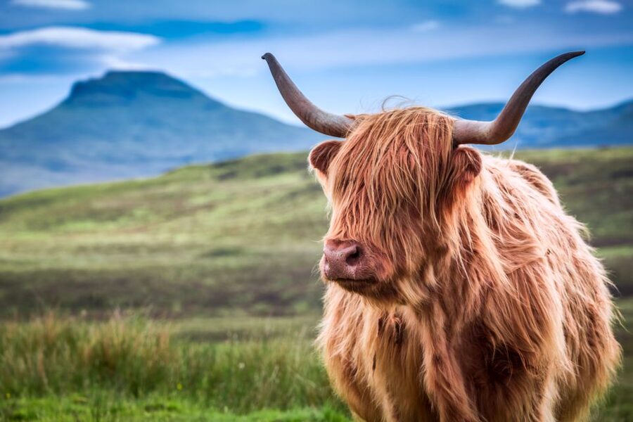 Inverness: Isle of Skye and Eilean Donan Castle Day Trip - What the guides add to the experience