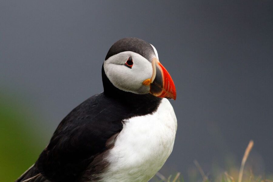 Inverness: Moray Coast, Wildlife and Speyside Whisky Tour - Key points to know before booking