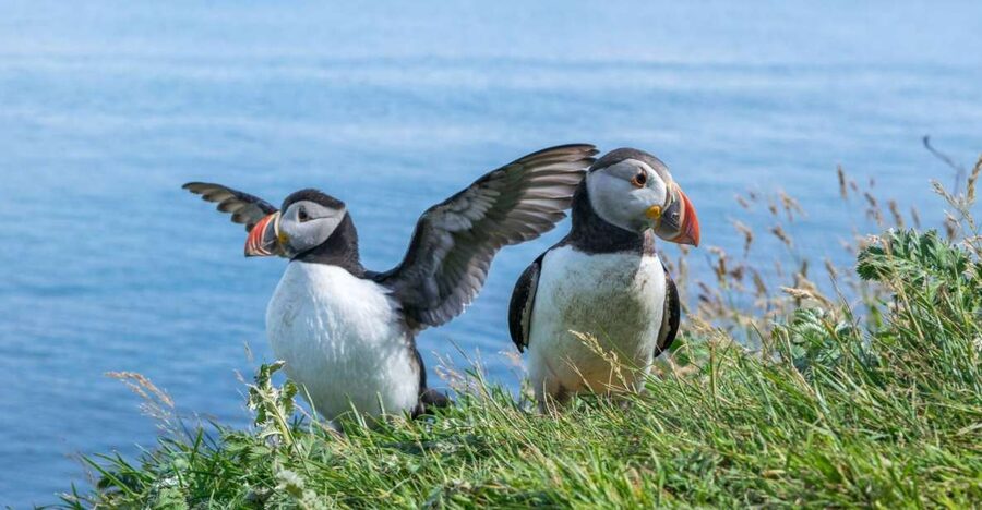 Inverness: Moray Coast, Wildlife and Speyside Whisky Tour - Why this Moray Coast day trip works