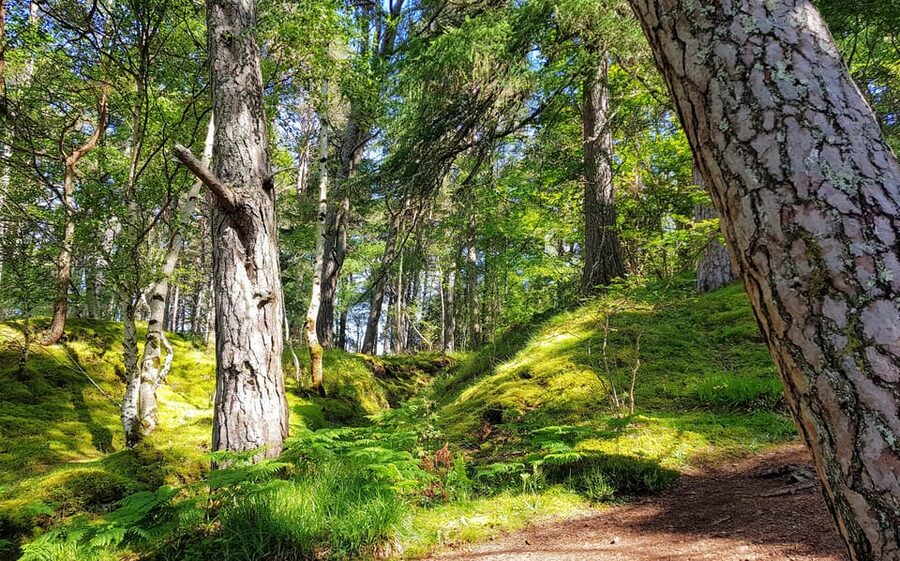 Inverness: Private Secret Hike to the Shores of Loch Ness - The upper loch road and Dores Beach