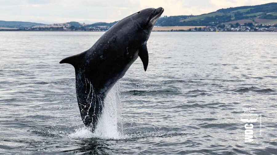 Inverness: Wildlife Watching Cruise to Chanonry Point - Searching for dolphins near Chanonry Point