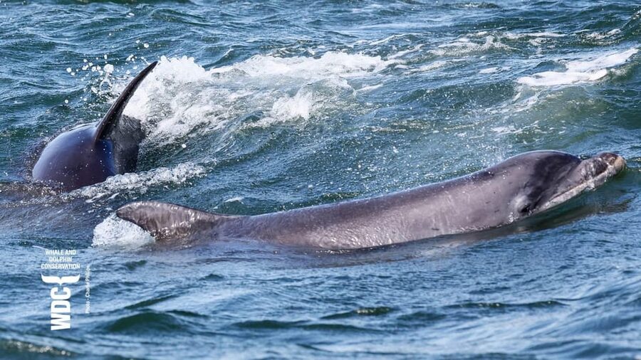 Inverness: Wildlife Watching Cruise to Chanonry Point - Why the commentary makes a difference