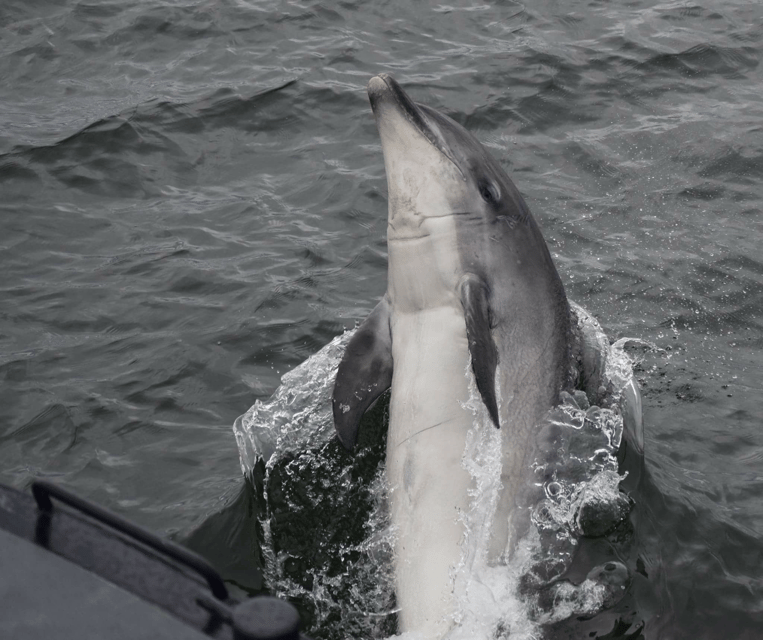 Inverness: Wildlife Watching Cruise to Chanonry Point - Comfortable seating, platforms, toilets, and cafe facilities