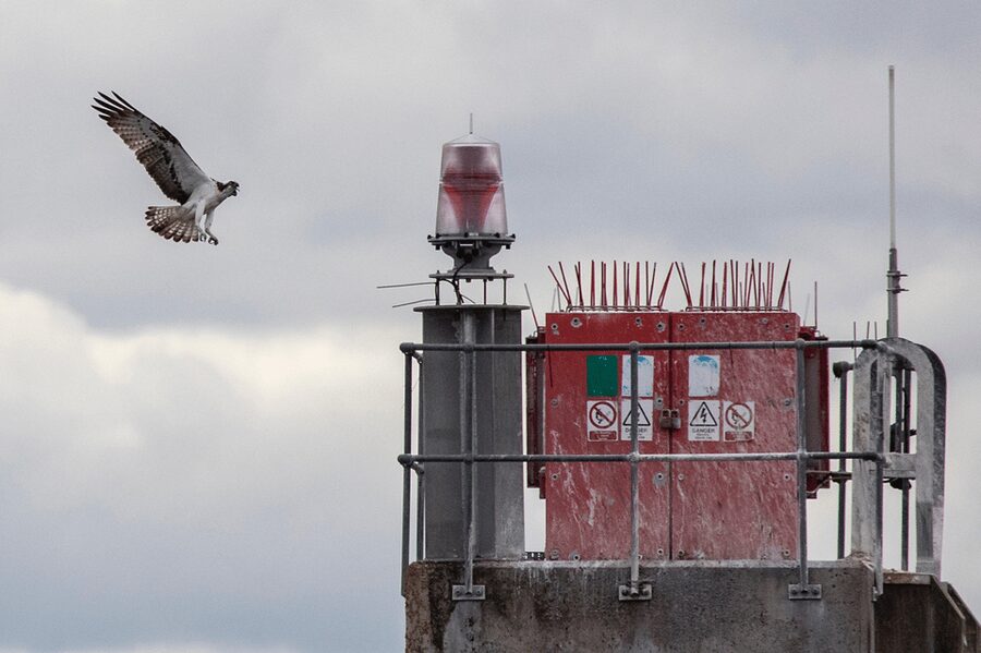 Inverness: Wildlife Watching Cruise to Chanonry Point - Choosing your seat and preparing your kit