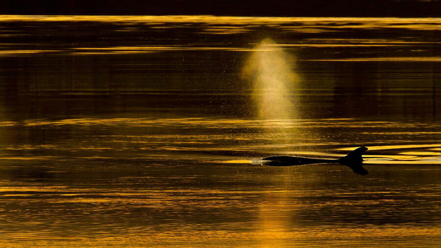 Inverness: Wildlife Watching Cruise to Chanonry Point - Booking flexibility and practical details