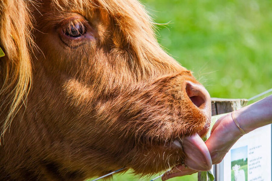Isle of Arran: Exclusive Private Farm Tour with the Farmer - Feeding Highland Cows And Farm Animals